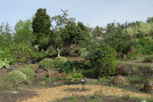 Ginkgo tree in the center surrounded by a stepped landscaping and a bark pathway